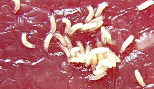 Larves de mouches avec leur crochets.