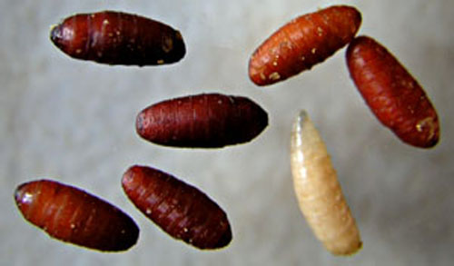 Les asticots font des cocons. Métamorphose des asticots.