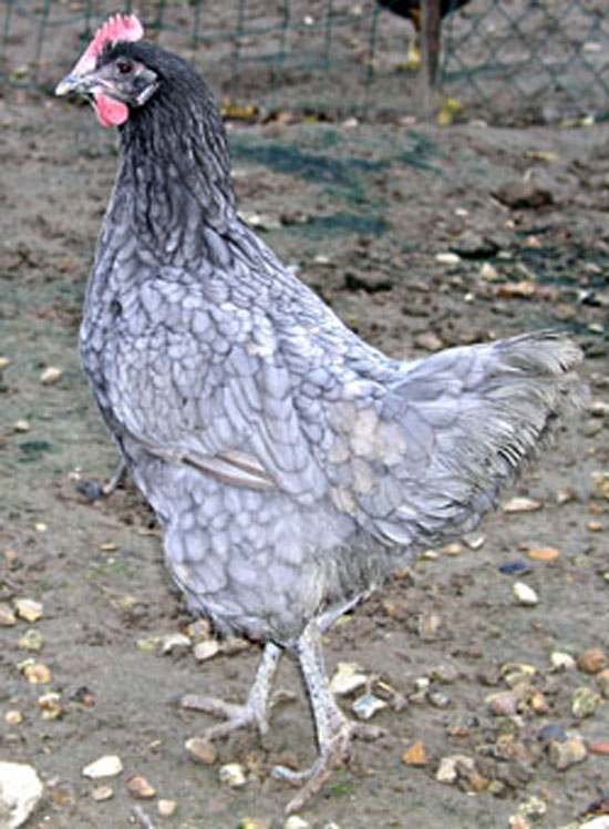 Nouveau plumage en place.