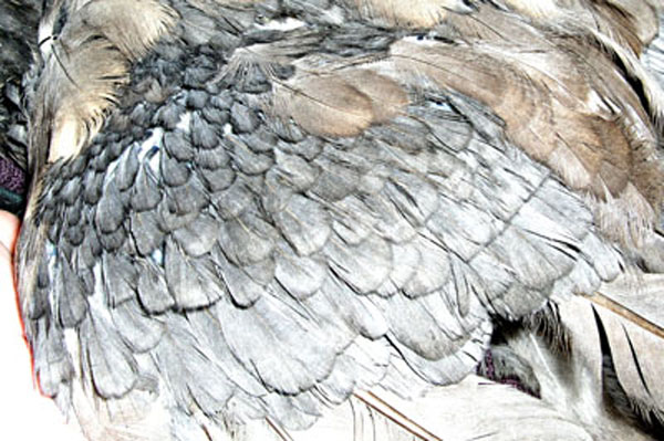 Les plumes de couverture.