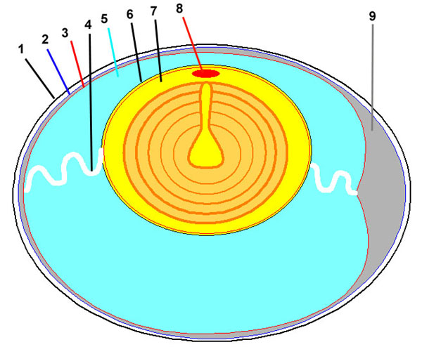 Vue interne d'un oeuf.