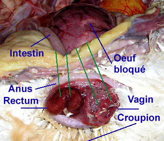 Int&eacute;rieur d'une poule.