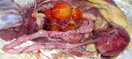 Un oviducte de 40cm de long. Oviducte.