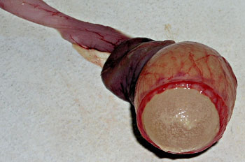 Oeuf en construction.