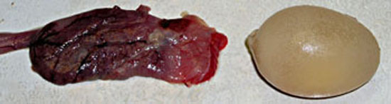 Oeuf sans coquille. Oeuf sortant de l'oviducte.