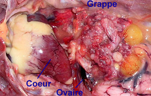 Fabrication d'un oeuf. Stade de fabrication d'un oeuf.