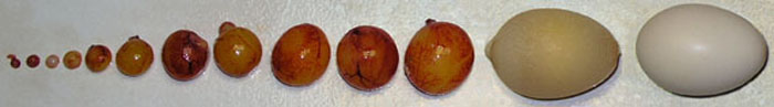 Du vitellus à l'oeuf fini. Stades d'un oeuf.