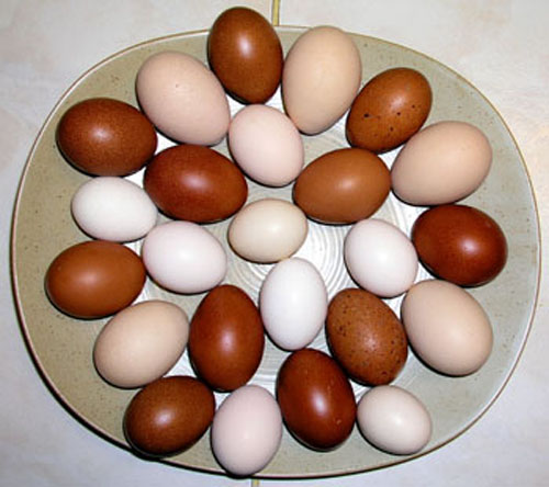 Un plat avec diff&eacute;rents oeufs.