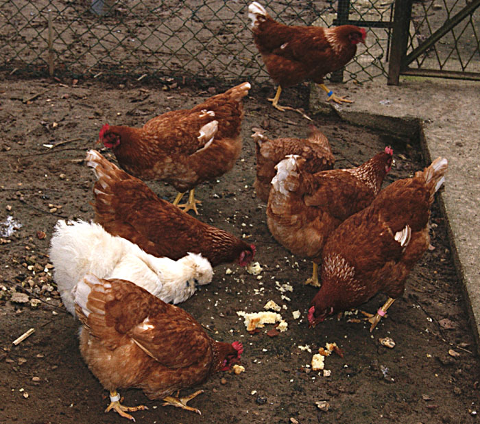 Poules mangeant du pain.