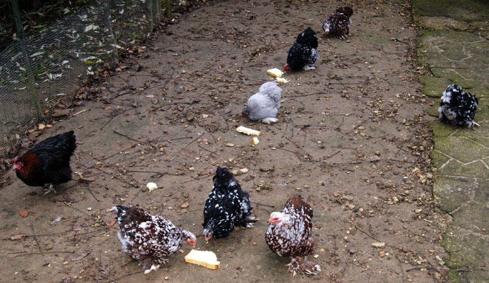 Grandes et petites poules.