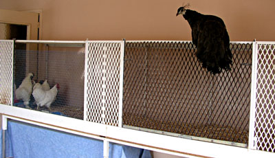 Panoutcha sur une &eacute;leveuse.