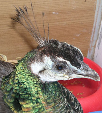 Vue droite d'une paonne.