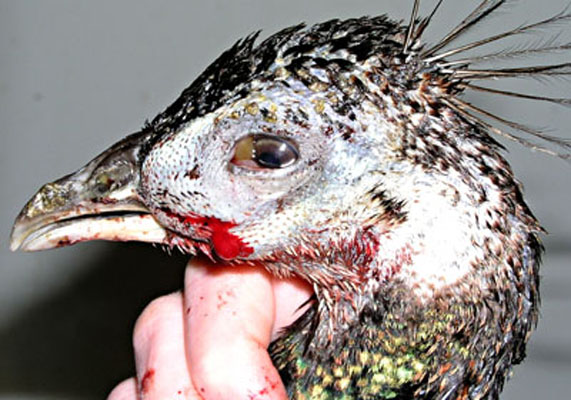 Post-op&eacute;ration.