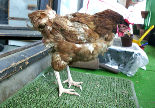 C'est gagn&eacute; pour cette poulette.