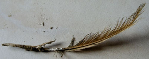 Une plume infest&eacute;e.