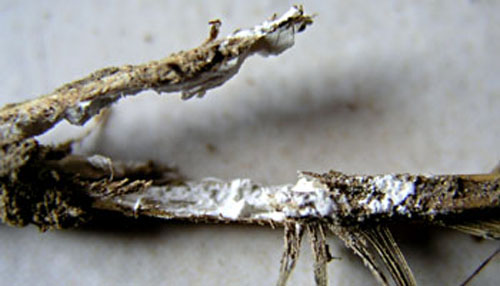 Int&eacute;rieur d'une plume.