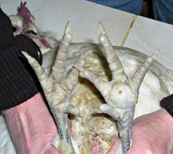 Un petit trou sous une patte.