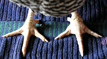 Gonflement d'une patte.