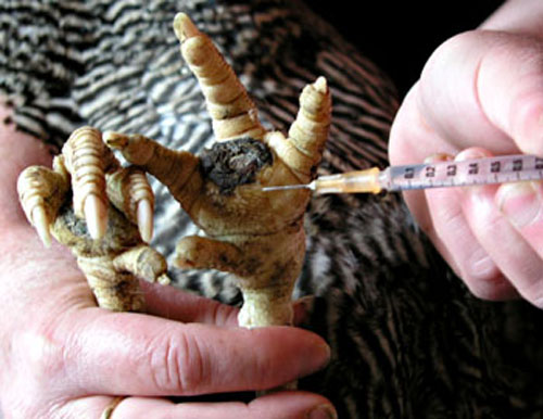 Anesth&eacute;sie de la patte.