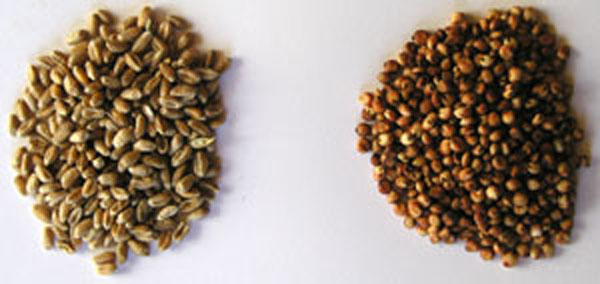 A gauche du bl&eacute; &agrave; droite du sorgho.