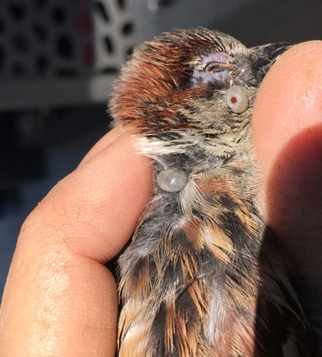 Deux tiques sur un oiseau. tiques sur un oiseau.