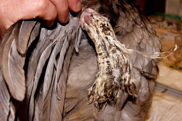 Une fausse aile fossilis&eacute;e.