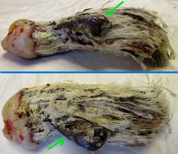 La fausse aile amput&eacute;e.