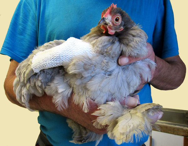 Toute Belle avec son pansement.