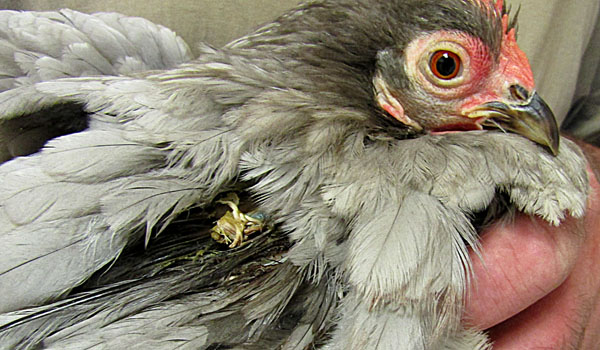 La ligature sur Toute Belle.