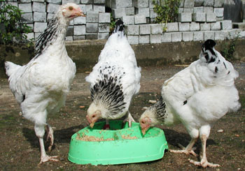 3 poules Sussex devant une mangeoire. Poules Sussex devant une mangeoire à trois compartiments