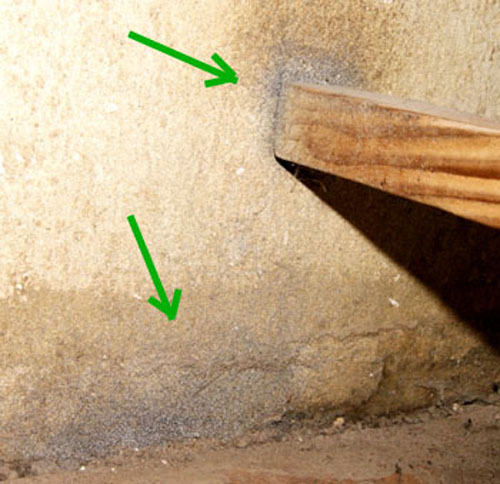 Acariens et leurs oeufs.