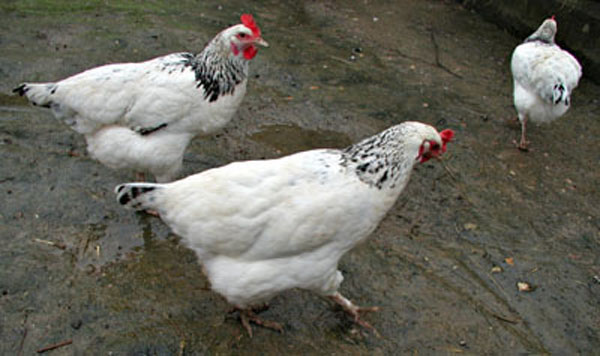 Poules Sussex  camail hermin&eacute;e.