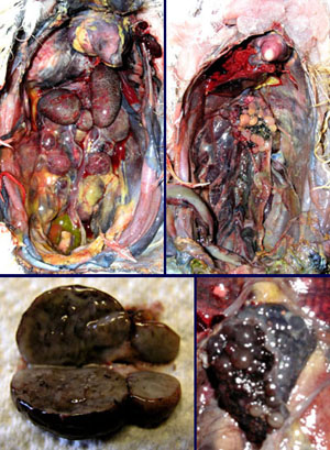 D&eacute;gats de la maladie tumorale.