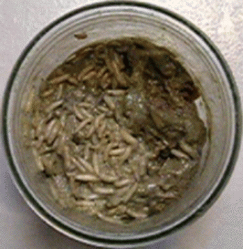 Les asticots ont tout d&eacute;vor&eacute;.