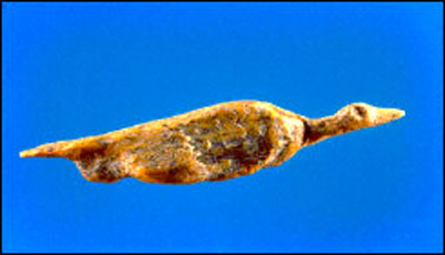 Photo du fossile Végavis iaai. Le Végavis iaai