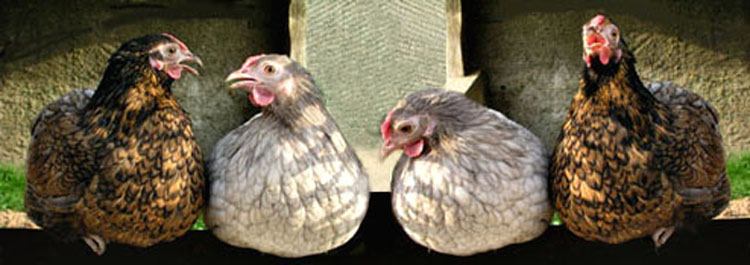 Quatre wyandotte perchées. Des Wyandotte perchées.