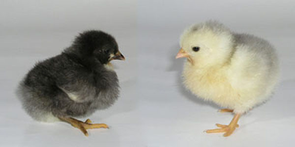 Deux poussins Wyandotte. Poussins Wyandotte.