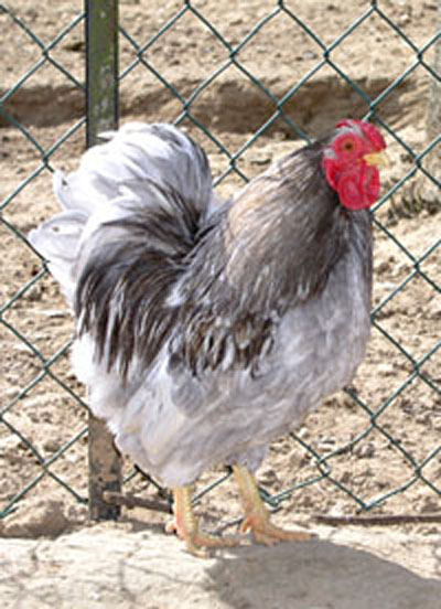 Un coq Wyandotte argenté. Coq Wyandotte argenté.