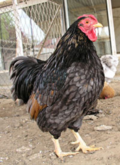 Un coq Wyandotte noir. Coq Wyandotte noir.