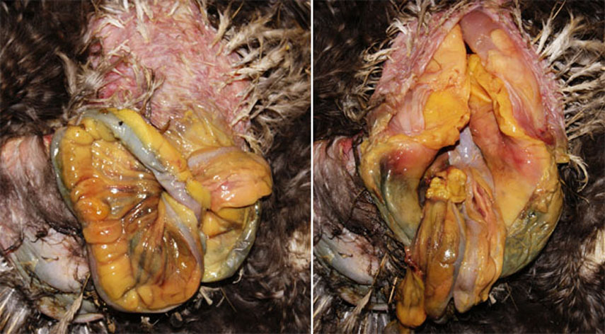 Intestin et amas graisseux.