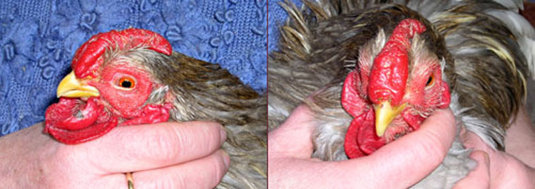 Apr&egrave;s 10jours de traitement ce coq est gu&eacute;rit.