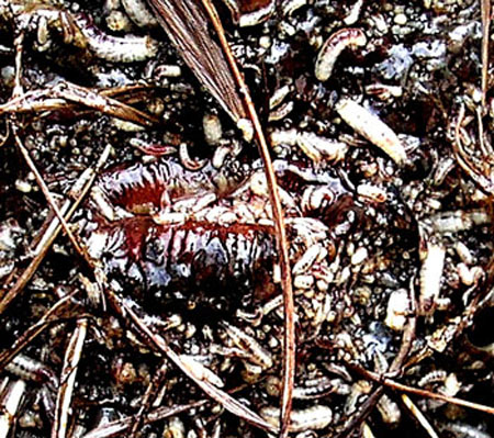 Prolif&eacute;ration asticots de mouche