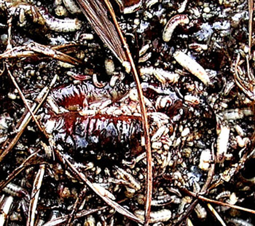 Des asticots entrent par l'anus d'un coq pour le d&eacute;vorer de l'int&eacute;rieur.