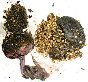 Vue raproch&eacute;e du jabot et du g&eacute;sier lors de candidose.