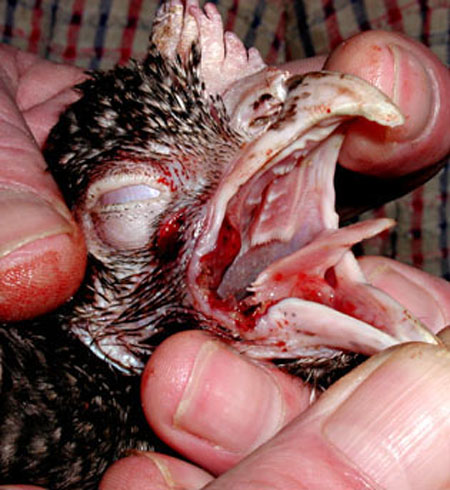 Percement de la cloison s&eacute;parant le sinus post-orbital de la gorge.