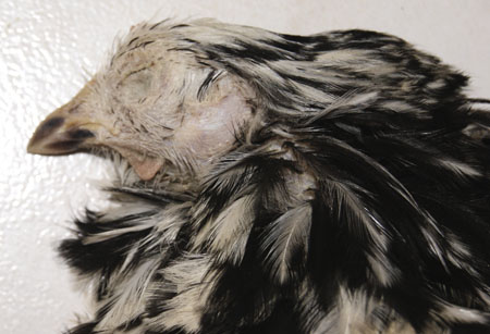 Coq atteint d'une anemie hemolytique