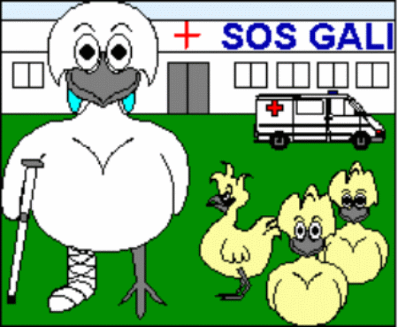 l'h&ocirc;pital des poules.