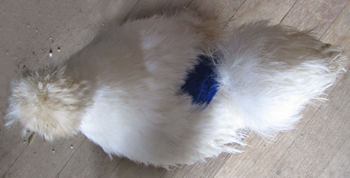 Une bande coh&eacute;sive maintient la compresse en place.