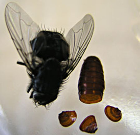 Jeune mouche Lucilia sericata et sa pupe.