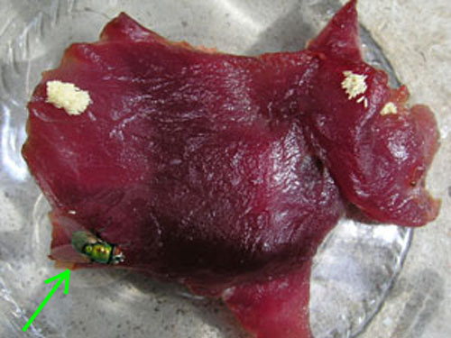 Amas d'oeufs de mouche sur de la viande.